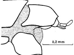 Angazidzia insolita, female, genitalia, lateral