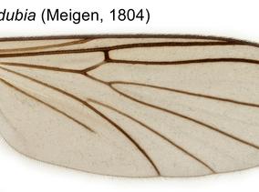 Boletina_dubia-Wing.jpg