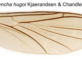 Macrorrhyncha_hugoi-Wing.jpg