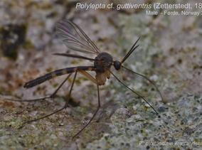 Polylepta_guttiventris-MhabLive.jpg