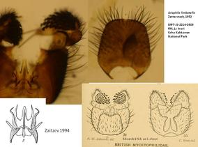 Sciophila limbatella_DIPT-JS-2014-0309.jpg