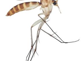 T-nemoralis-Fhab.jpg