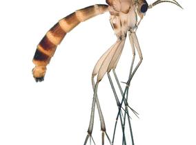 T.nemoralis-MhabLv.jpg