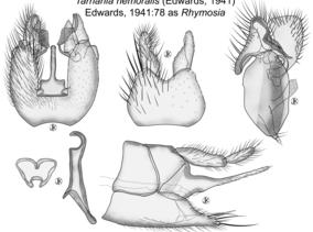 T.nemoralis-Plate.jpg