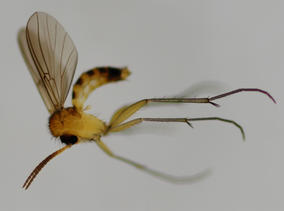 Mycomya flavicollis (Zetterstedt, 1852)