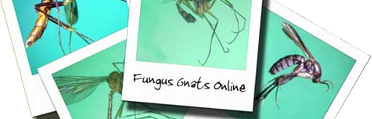 Fungus Gnats Online