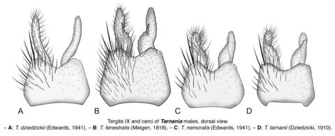 Tarnania-T9CMdv.jpg