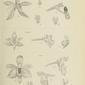 Die Orchideen von Java - fig. 422-424 (1912).jpg