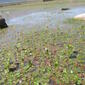 Marsilea_mollis_Huentelauquen (2)