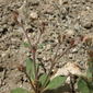 Great Basin brittle spineflower, Chorizanthe brevicornu var. spathulata