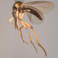 Azana_malinamoena (Mycetophilidae)